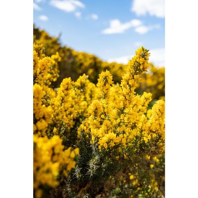 spring in scotland