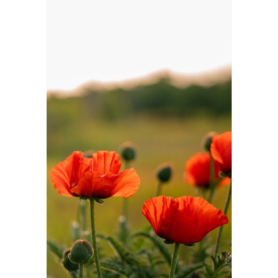 poppies in michigan