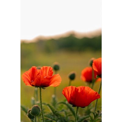 poppies in michigan