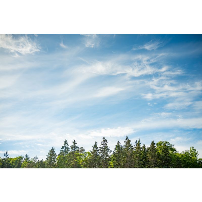 forest sky at acadia