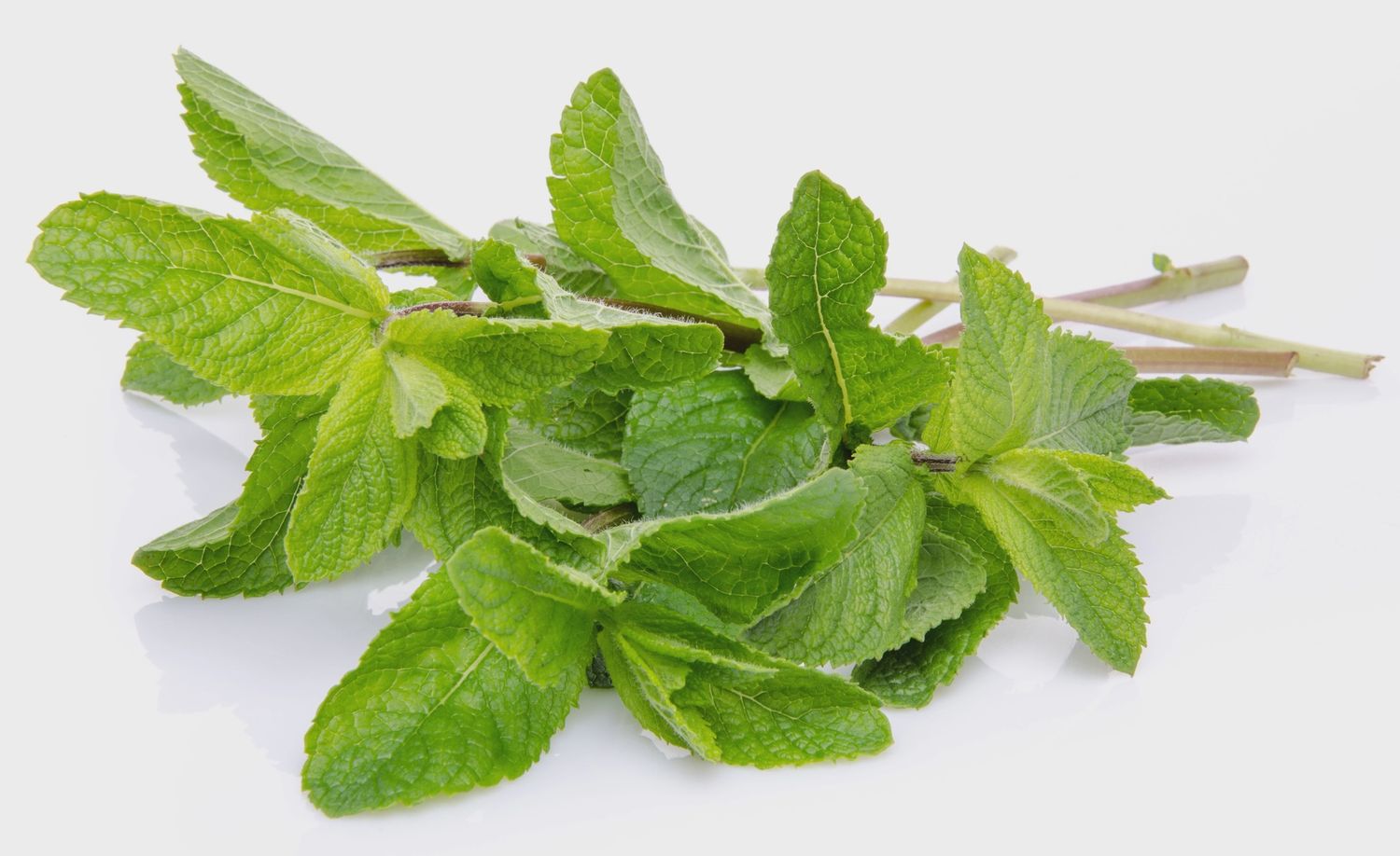 Fresh Mint Bag