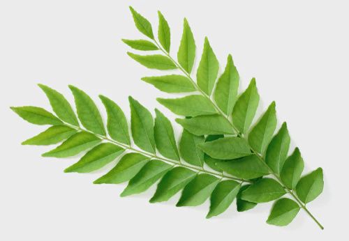 Fresh Curry Leaves Pack