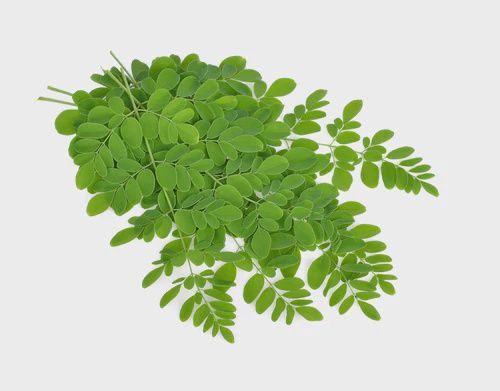 Fresh Drumstick Leaves