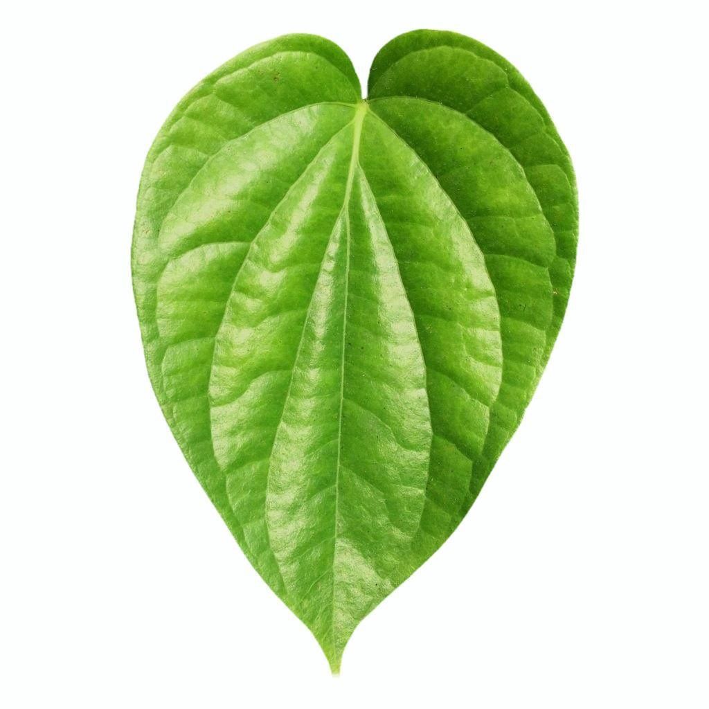Fresh Paan (Betel) Leaves 1pc