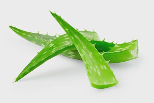 Fresh Aloe Vera 1pc