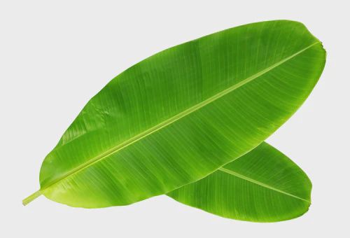 Fresh Banana Leaf