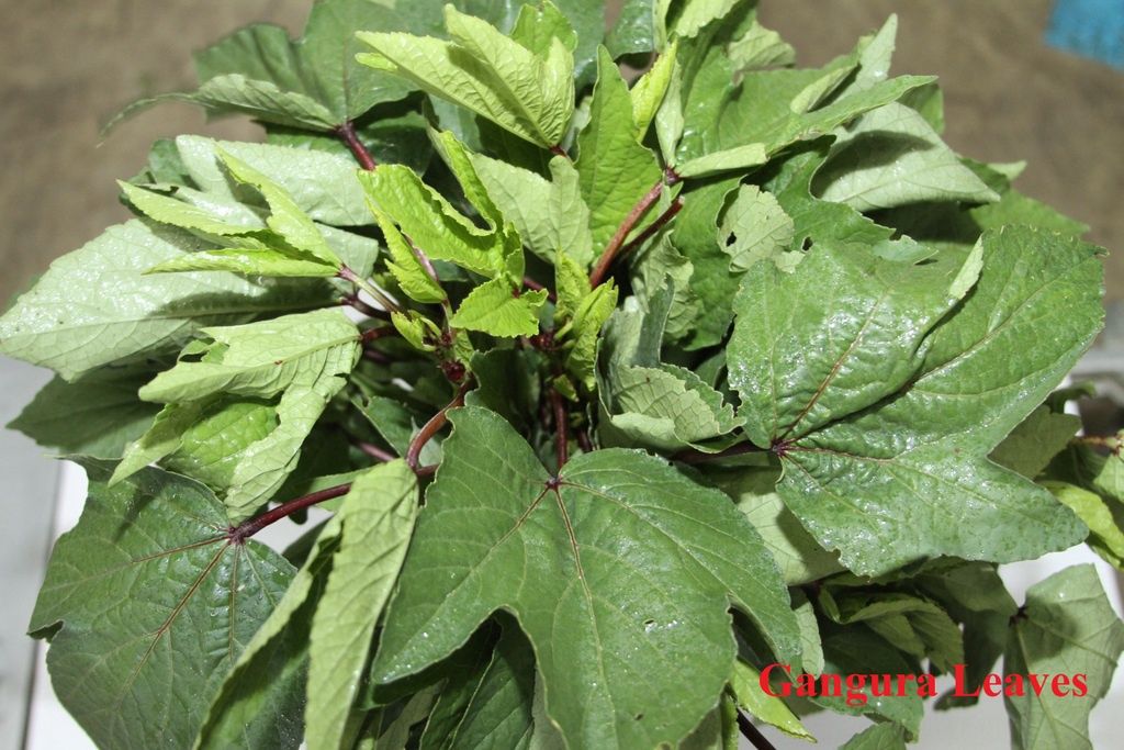 Fresh Gongura