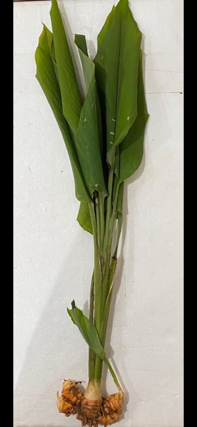 Fresh Turmeric Plant