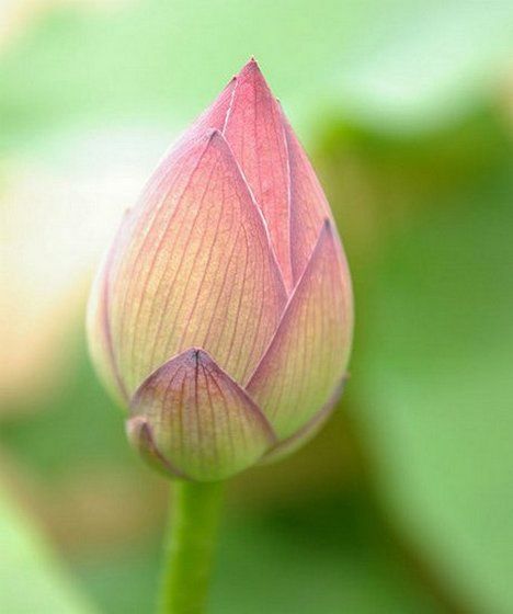 Lotus Fresh Flowers