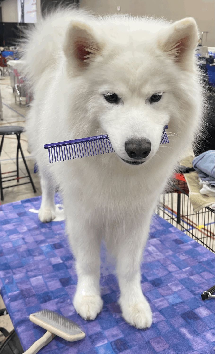 Reserved Grooming