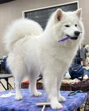 Sponsored Grooming - Maverick