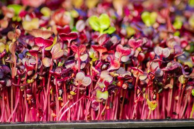 Radish Microgreen (Raphanus Sativus)