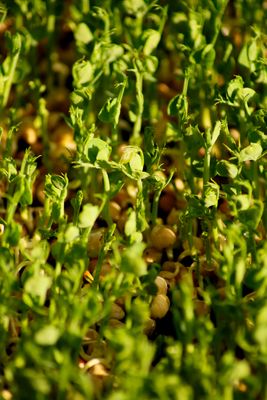 Pea Microgreens (Pisum Sativum)