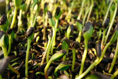 Sunflower Microgreen (Heliantuss annuus)