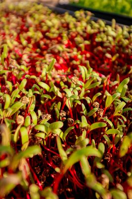 Beetroot Microgreen  (Beet Red Ruby Queen)