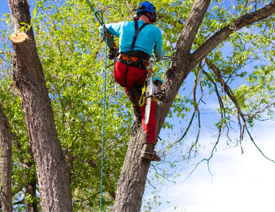Arborists Gear