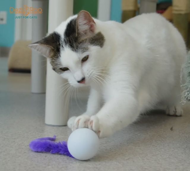 Wiggly Ball - Solid Marbled Cat Toy Bouncy Ball