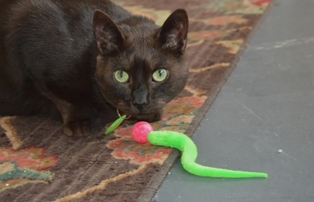 Wiggly Pong - Cat Toy Plastic Pong Ball