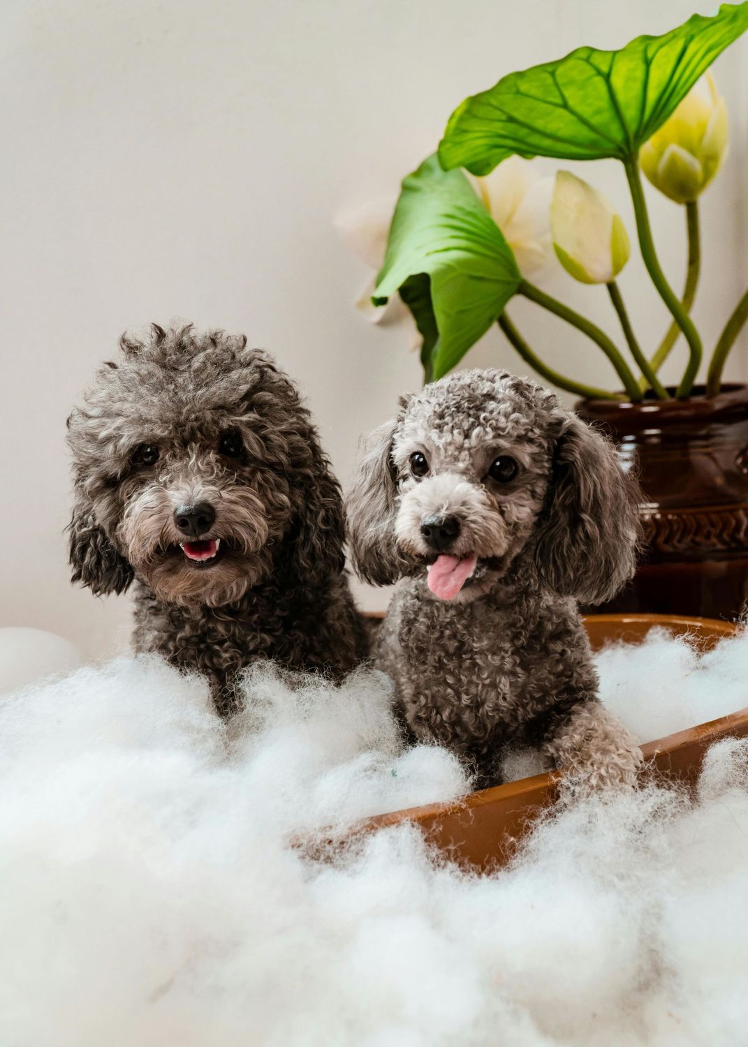 41-60LBS Dog Bath Buy 1 Get 1 50% off