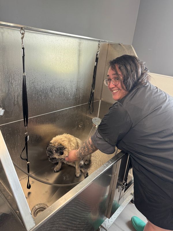 Buy One Get One 50% Off Bathing Service