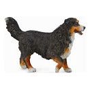 Bernese Mountain Dog