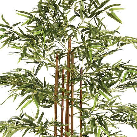 Bambou Yumi haut 180cm avec pot plastique 110248