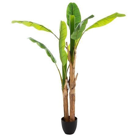 Bananier 2 troncs Ekko haut 160 cm avec pot plastique 167300