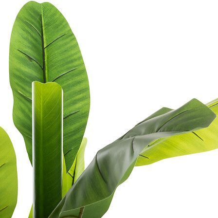 Bananier 2 troncs Ekko haut 160 cm avec pot plastique 167300