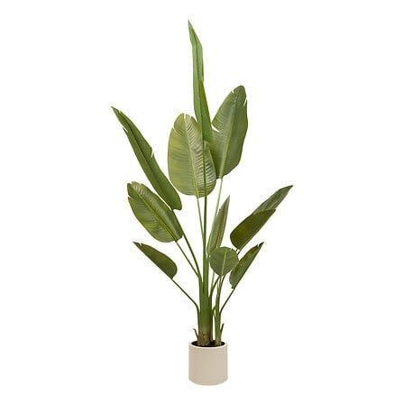 Bananier 3 troncs Lora haut 200 cm avec pot plastique 214031