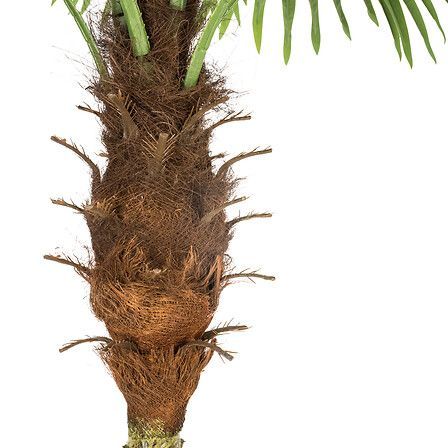 Palmier Allpa haut 180 cm avec pot plastique 164253