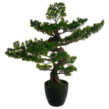 Bonsaï Maki haut 80 cm avec pot plastique 135300