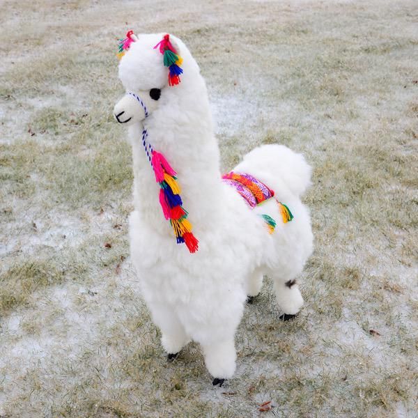 Decorative Alpaca 32&quot;