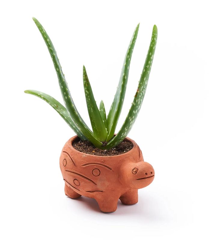 Rakshana Terracotta Turtle Plant Pot