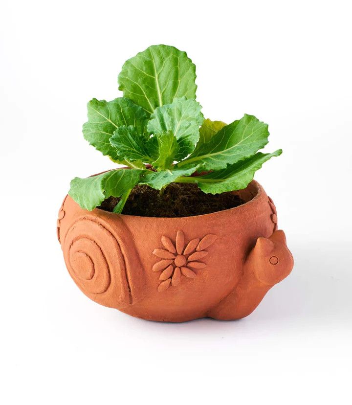 Rakshana Terracotta Snail Plant Pot