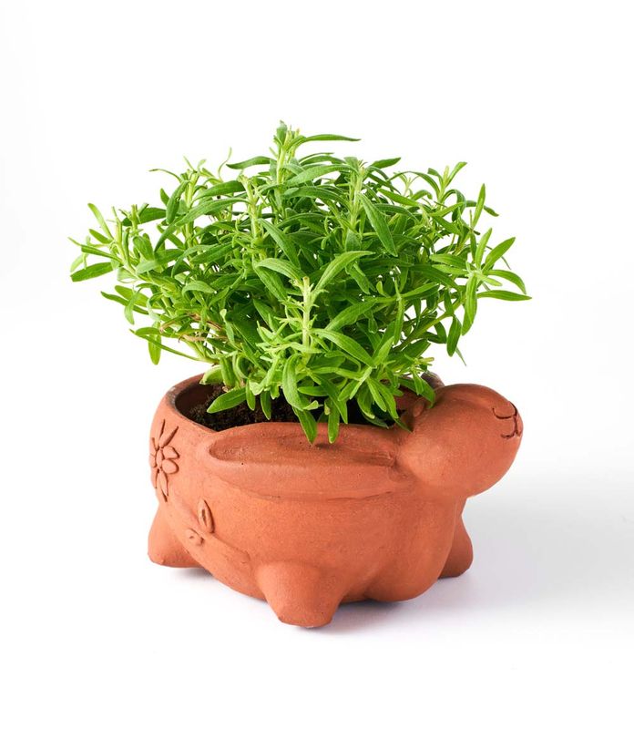 Rakshana Terracotta Bunny Plant Pot