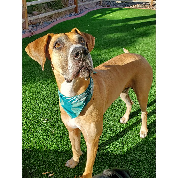 Batik Pet Bandana L/XL Assorted Colors &amp; Patterns