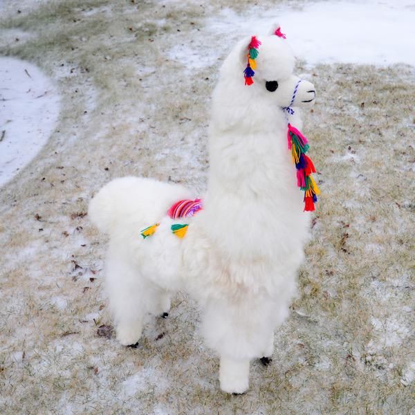 Decorative Alpaca 40"