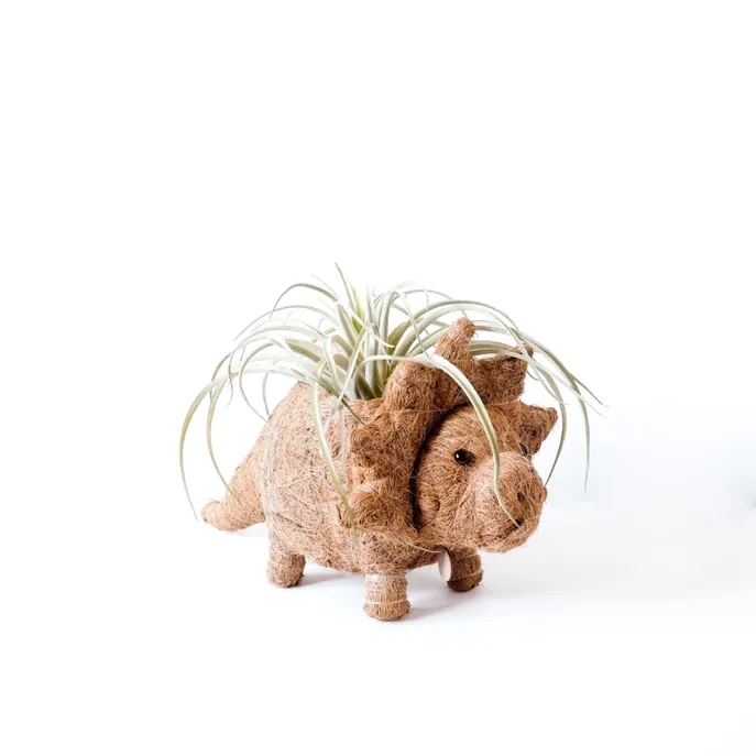 Coco Coir Triceratops Planter