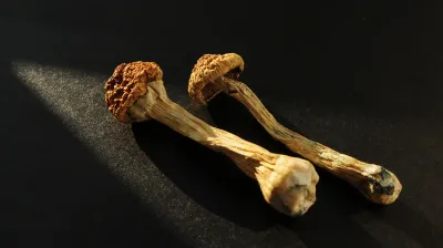 How to Take Shrooms Safely?