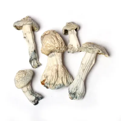 Albino Stargazer Raw Mushrooms
