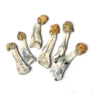 Purple Mystic Raw Mushrooms