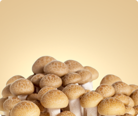 Magicfly Raw Mushroom Category