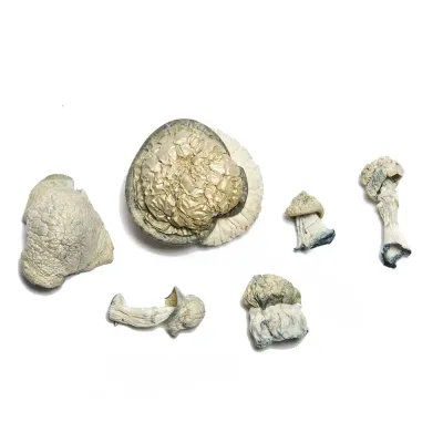 Albino Makilla Gorilla Raw Mushrooms 5g