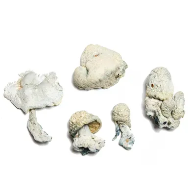 Avery White Albino Raw Mushrooms 5g