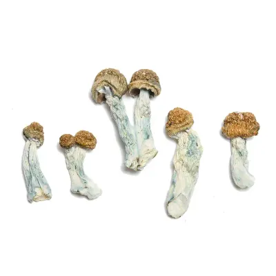 Bluey Vuitton Raw Mushrooms 5g