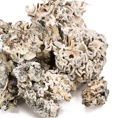 Enigma Raw Magic Mushrooms 5g by Magicfly.com
