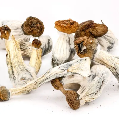 Penis Envy x Blue Meanie Raw Mushrooms 5g