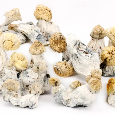 Shakti Raw Mushrooms 5g