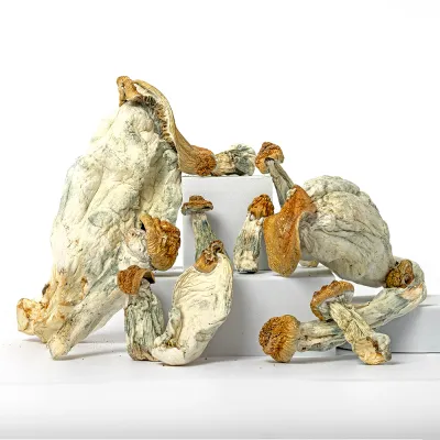 Penis Envy x Pumpkin Raw Mushrooms