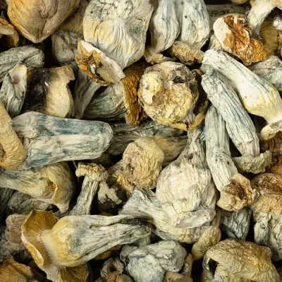 Iceberg x Ghost Raw Mushrooms